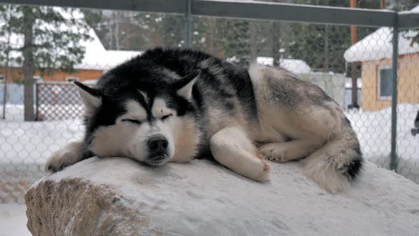 A Sleeping Husky in the Kennel Enjoying Snowy Weather