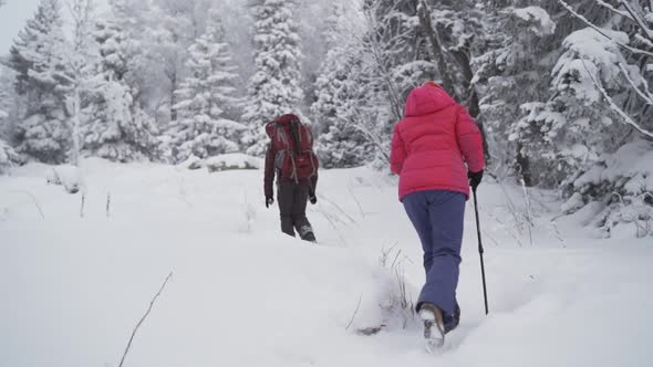 Rear View Following Shot of Female Tourist Walking on Snow Through Forest at Cold Winter Day