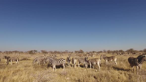 Plains Zebra Herd - Etosha National Park