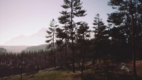 Pine Tree Forests at the Base of Mountain in Sunny Day of Summer