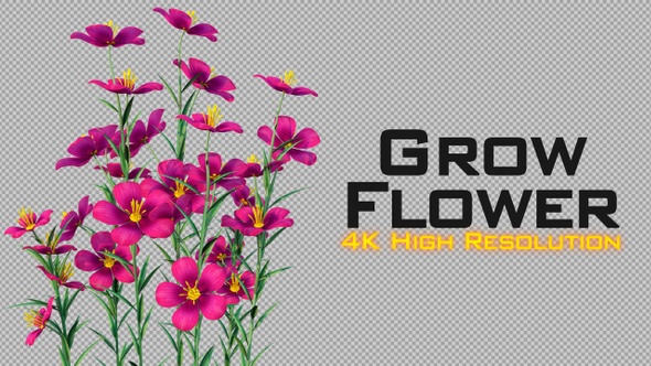 Grow Flowers 4K