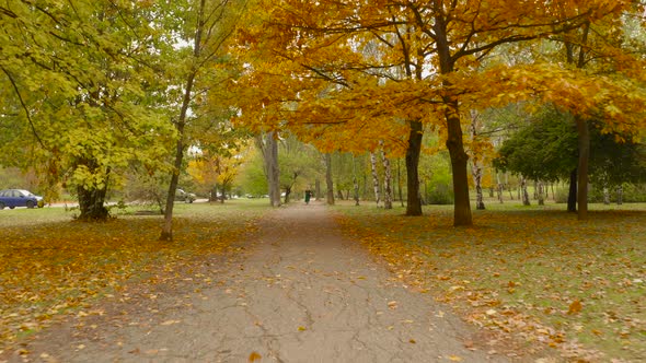 woman walking in park under colourful autumn trees and leaves falling