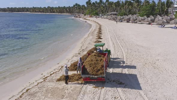 Sargassum algae being removed from tourist beach in Caribbean; aerial