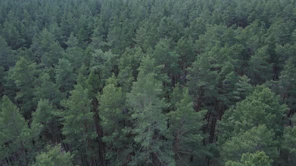 Green Pine Forest By Day Aerial View