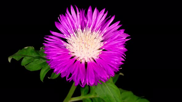 Time Lapse of Blossoms Purple Flower of Persian Cornflower Centaurea Dealbata