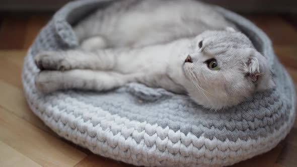 Scottish Fold Cat in His Knitted Bed with Beautiful Green Eyes