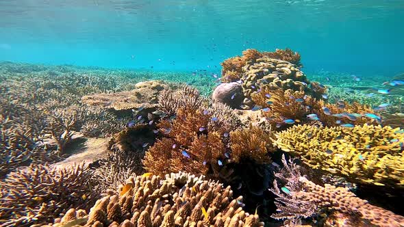 Stunning corals on a shallow reef in Indonesia.