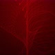 Amazing Red Color New Digital Particle Line Animated Background - VideoHive Item for Sale