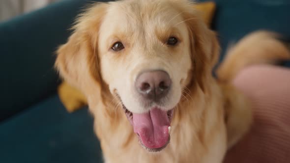 Golden Retriever is Sitting on the Sofa in Living Room