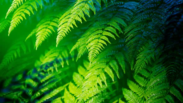 Seamless looping animation of green leaves of ferns on dark background. 4K HD