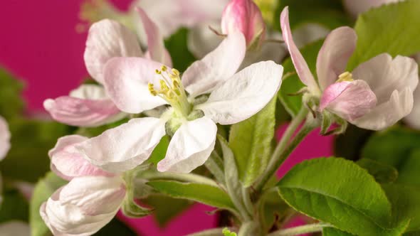 Apple Blossom Timelapse Rotating on Red