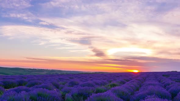 Sunset Over A Field Of Lavender