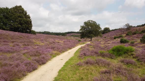 Purple blooming heathland at national park the Posbank in the Netherlands