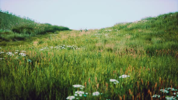 Green Hills with Fresh Grass and Wild Flowers in the Beginning of Summer