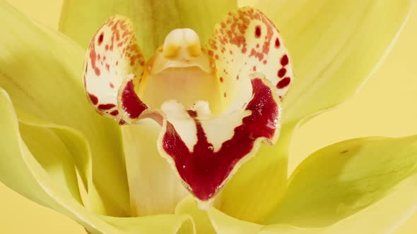 Beautiful Yellow Orchid Rotating on White Background and Cosmetic Pipette with Drops of Oil Macro