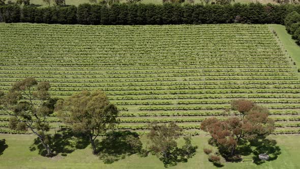 AERIAL Slide Left Over Australian Grapevines On Rural Vineyard Farm