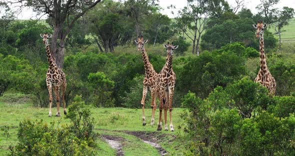 Masai Giraffe, giraffa camelopardalis tippelskirchi, Group standing in Savanna