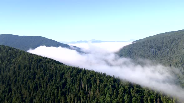 Aerial View Above the Clouds Mountains Range Covered with Pine Tree Forest