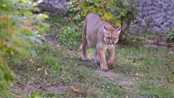 Beautiful Puma in Autumn Forest