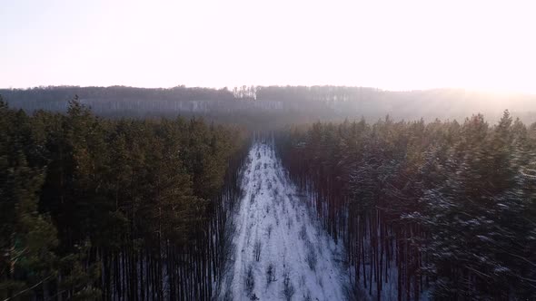 Above Winter Forest