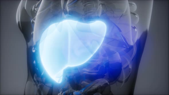 Human Liver Radiology Exam alt