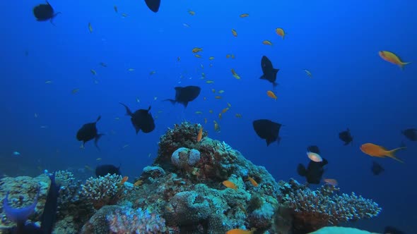 Marine Coral Garden