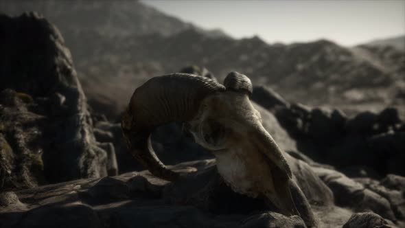 European Mouflon Ram Skull in Natural Conditions in Rocky Mountains alt