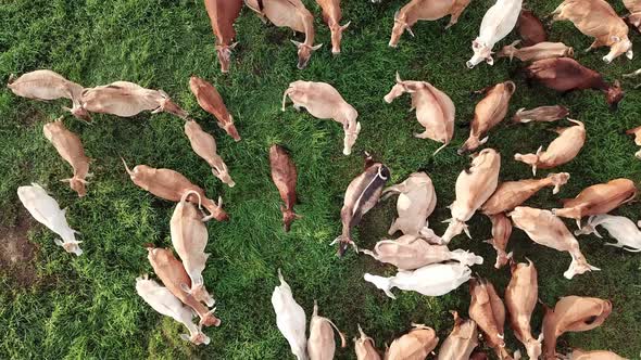 Top down view cows in the farm at Malaysia