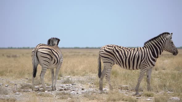 Zebra in the Wild