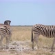 Zebra in the Wild - VideoHive Item for Sale