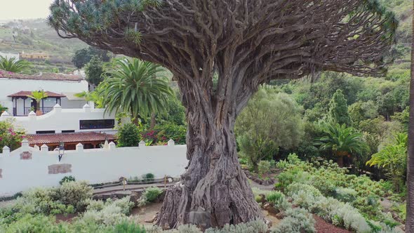 El Drago Milenario, the oldest specimen of the Dragon tree, dracaena draco, on the island of Tenerif