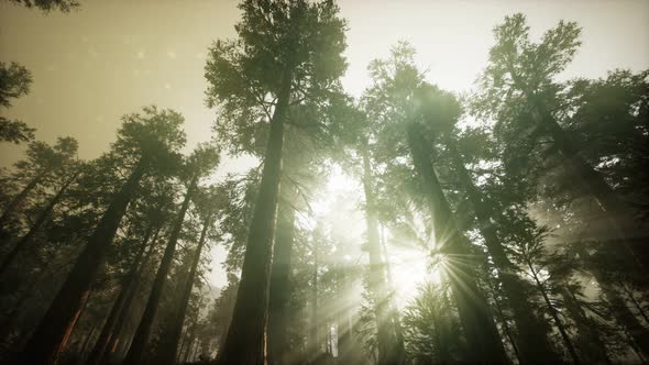 Redwood Forest Foggy Sunset Scenery