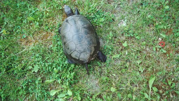 Turtle Crawling on the Ground Among the Plants