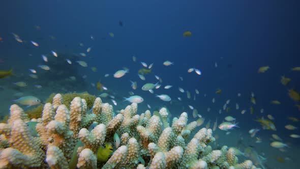 Tropical Blue Water Colorful Fishes