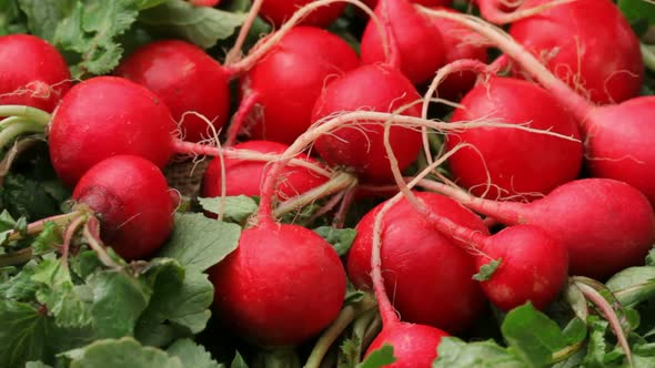 Fresh radishes