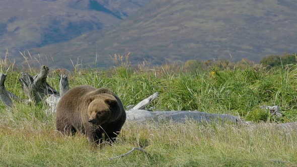 HD Grizzly Bear Munches on Grass and Then Stands Up