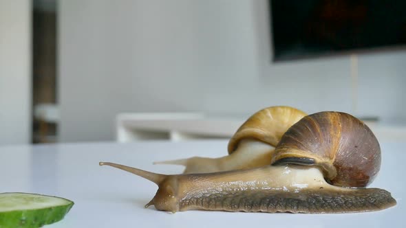 Two Big Achatina Snails are Eating the Slice of Green Cucumber on White Table in the Kitchen