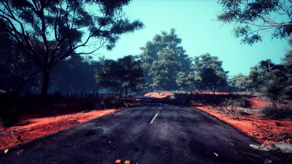 Asphalt Road Through the Deep Forest