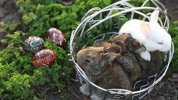 Cute Fluffy Bunny and Wicker Basket with Colourful Easter Eggs on White Background