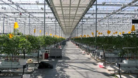 Rows Large Greenhouse Farmland with Cultivate Vegetables Indoors 