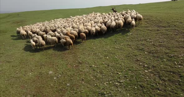 Aerial Footage With Sheep in Field