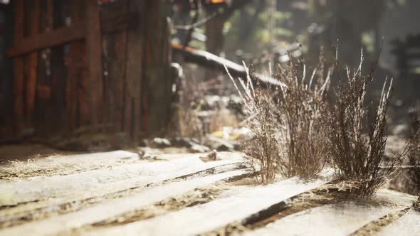 Old Retro Village in Pine Forest alt