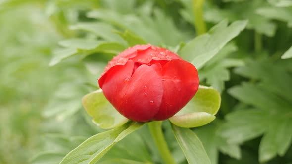 Peony plant from Paeoniaceae family  close-up 4K 2160p 30fps UltraHD footage -  Paeonia peregrina  f