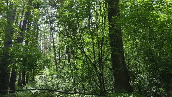 Beautiful Green Forest on a Summer Day Slow Motion