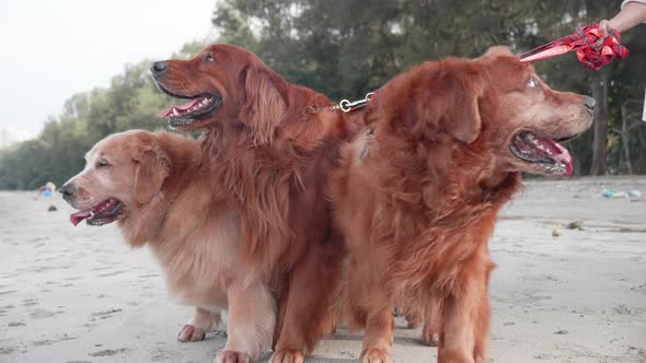 A woman walks on the beach with golden retriever dogs. Healthy leisure time and exercise outdoors.