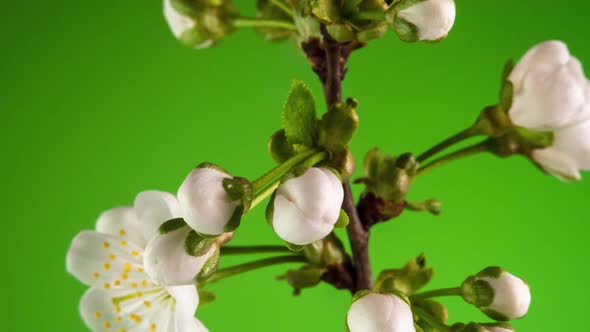 Blossoming Apple-tree Time Lapse on Green Background