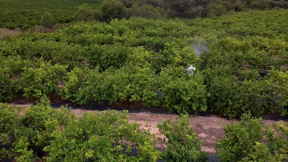 Man spraying pesticides, pesticide, insecticides on fruit lemon growing plantation drone aerial view