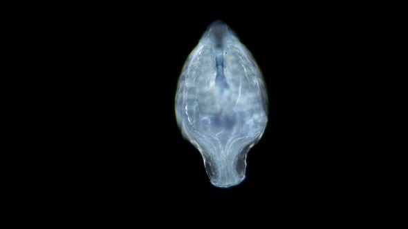 Cydippid Larva Ctenophora Under a Microscope Juvenile Larva Found in Indian Ocean