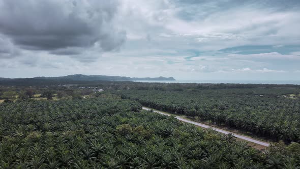 A long, straight road leading through a gigantic palm oil plantation in western Costa Rica. Aerial a