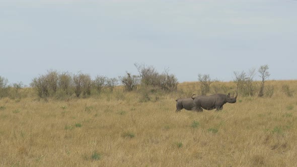 Two rhinoceroses running